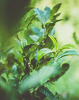 100% Organic Kamikatsu Awabancha (tea bag type)