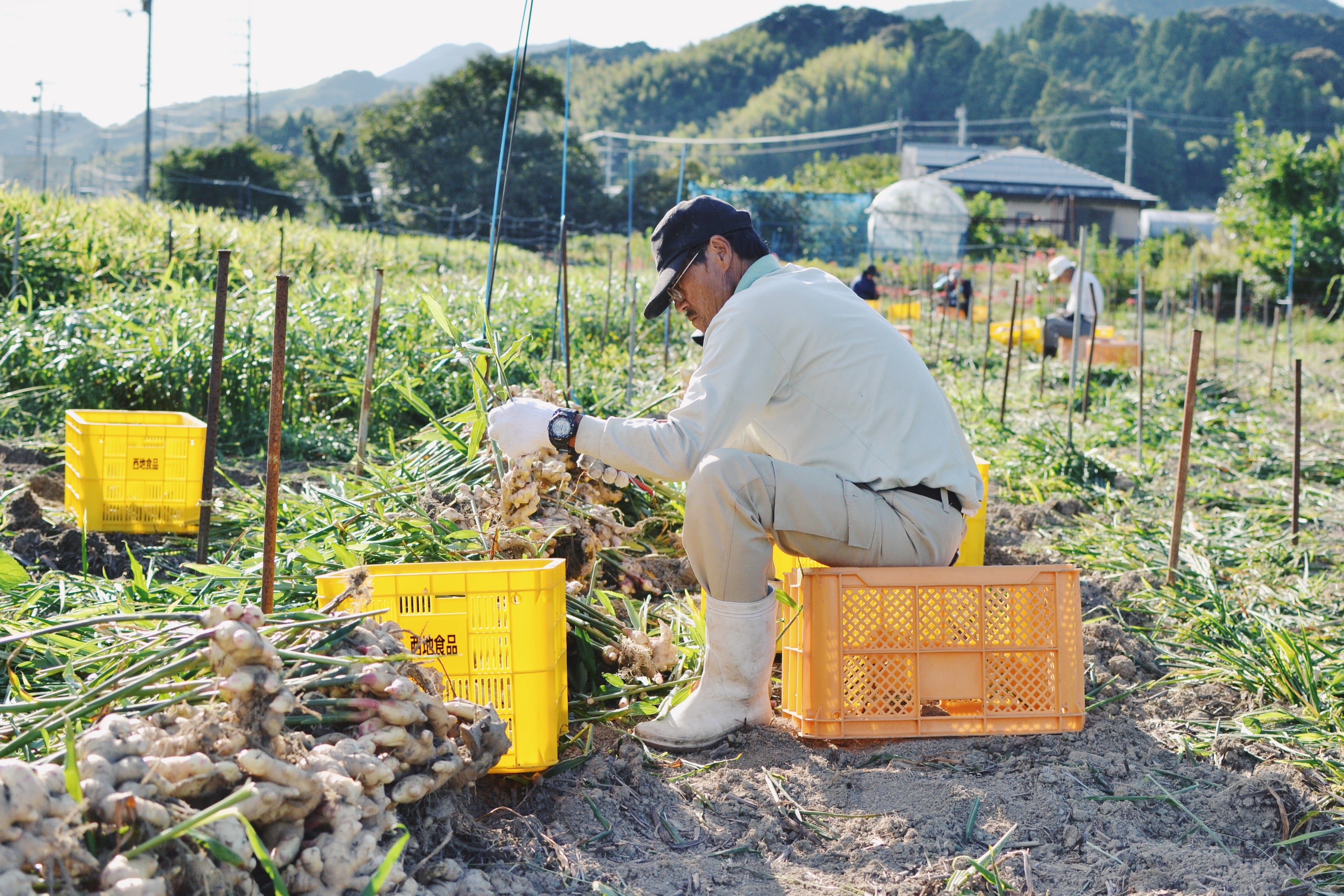 【しょうがシロップ】自社農園のしょうが&稀少な喜界島の粗糖使用 防腐剤不使用