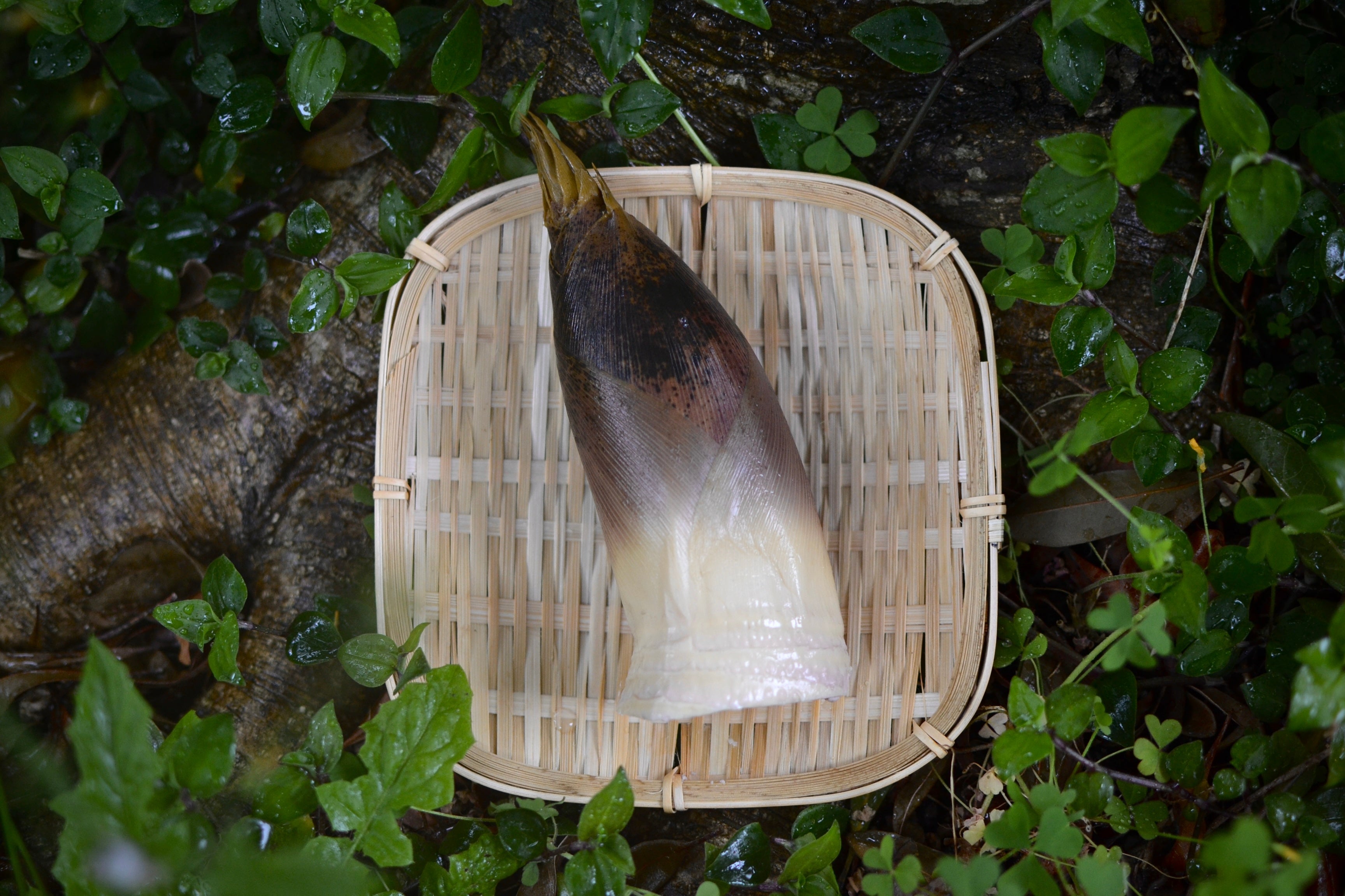 【限定50個】皮付き筍(たけのこ)の水煮 徳島県阿南市産