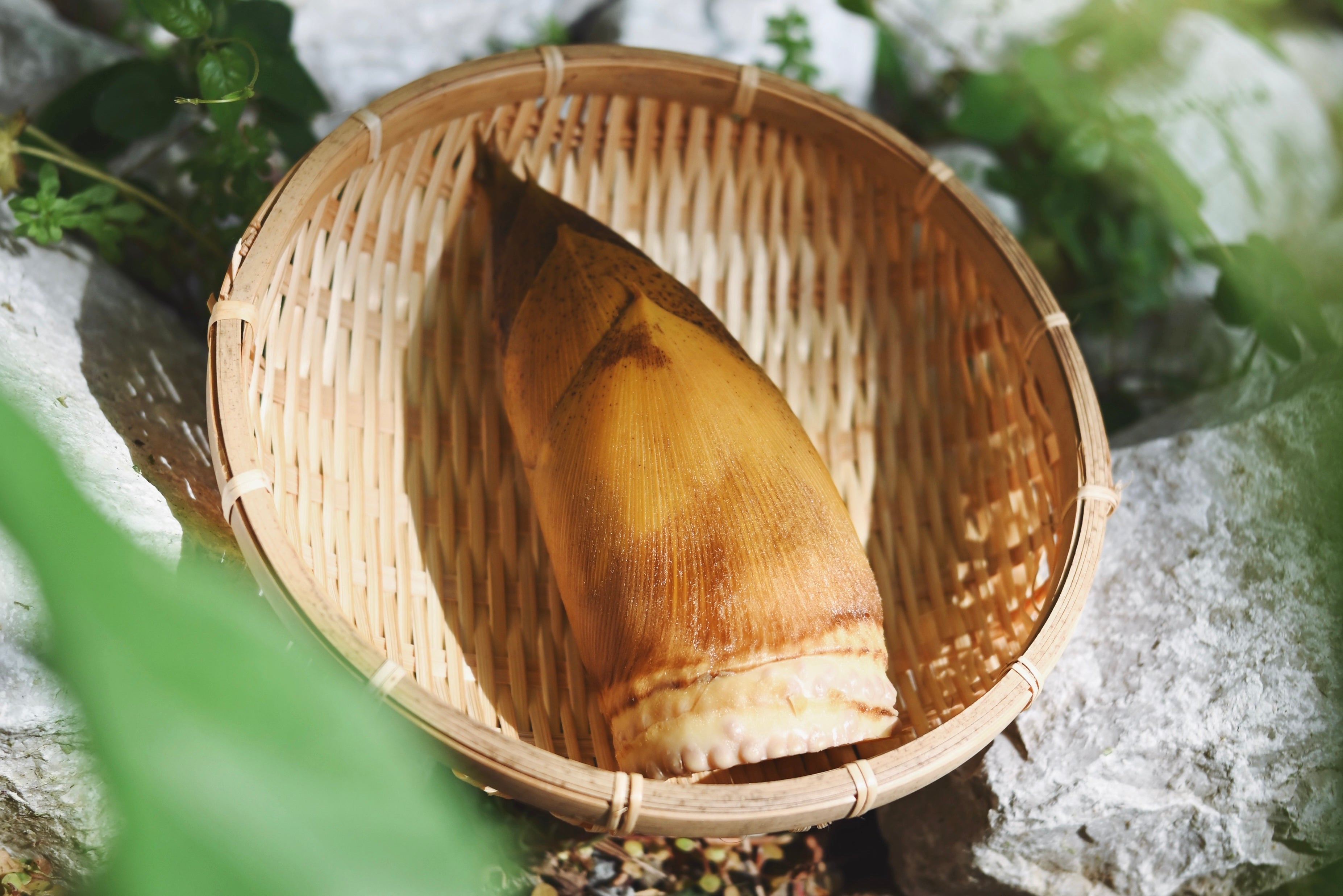 【限定50個】皮付き筍(たけのこ)の水煮 徳島県阿南市産