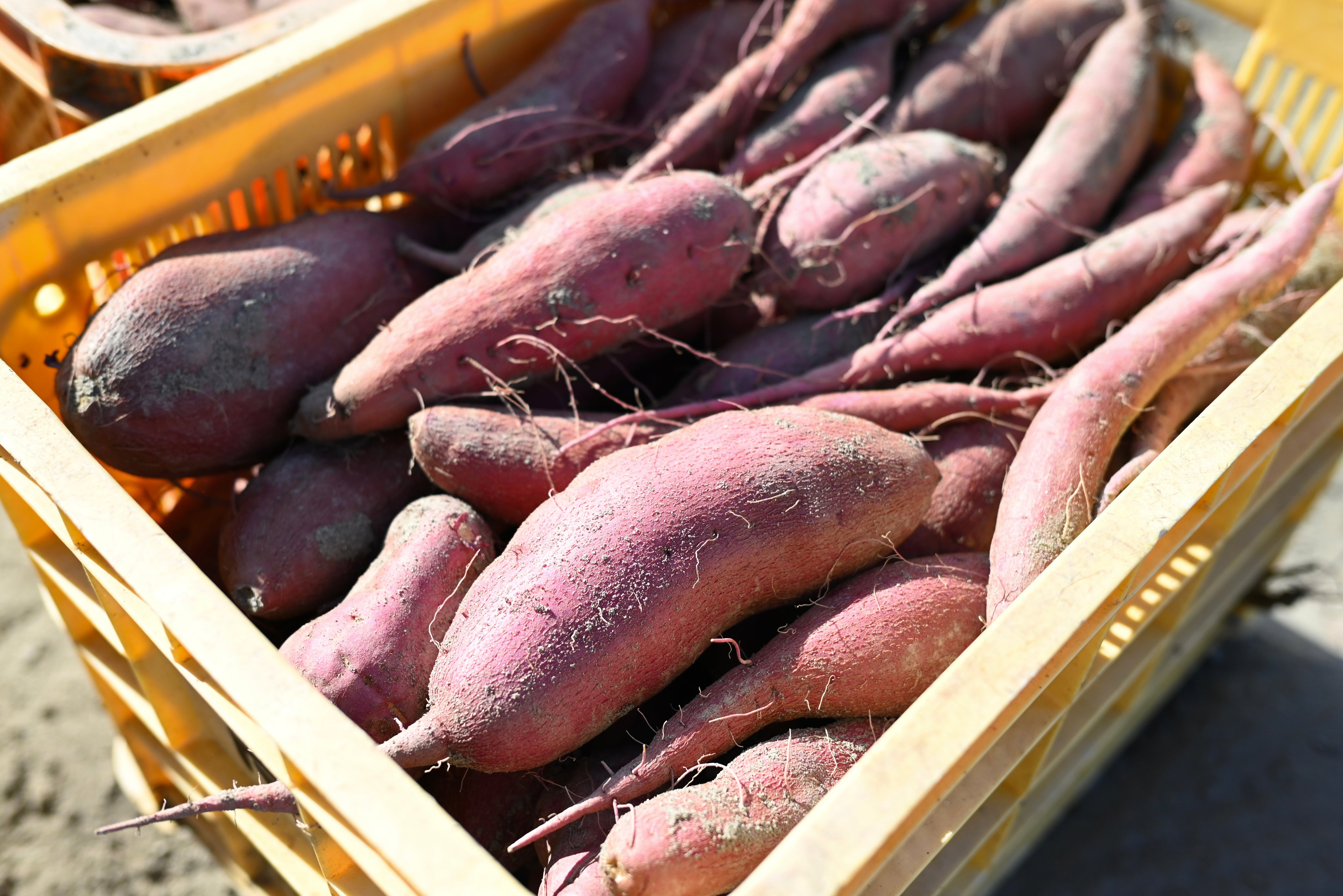 *ご奉仕価格*【限定30袋】ホクホクの甘みたっぷり鳴門金時 1kg(5-6本)