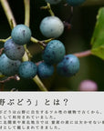 【お試し1パック】カラダのキレイをセルフケア(野ぶどう+乳酸菌サプリメント30錠)