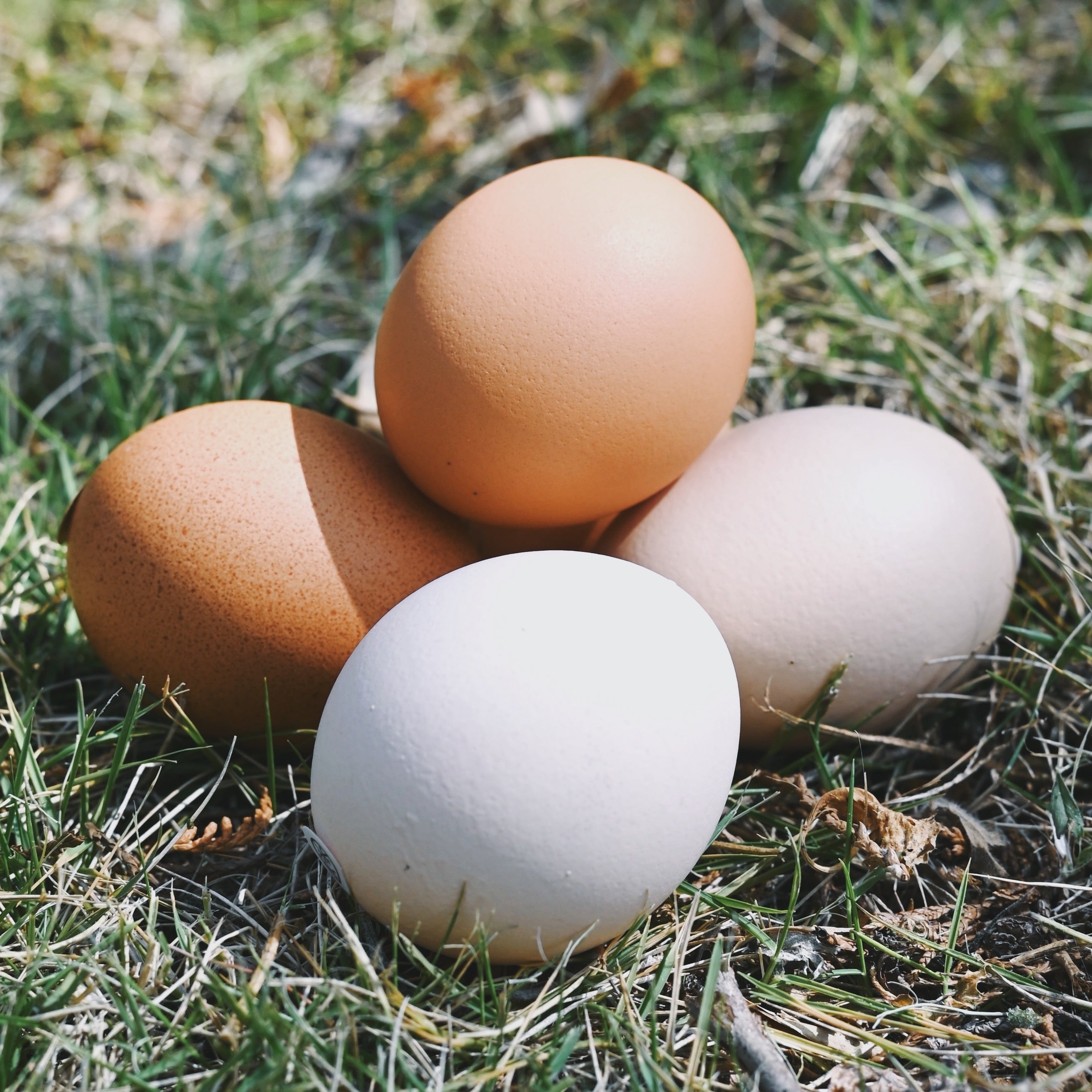 たむらのタマゴ