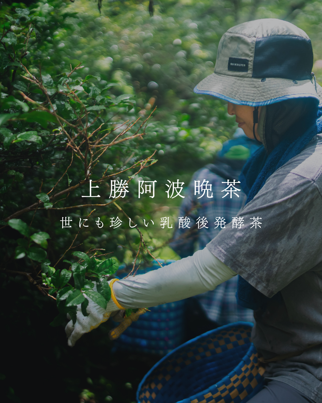 上勝阿波晩茶 – あわい商店