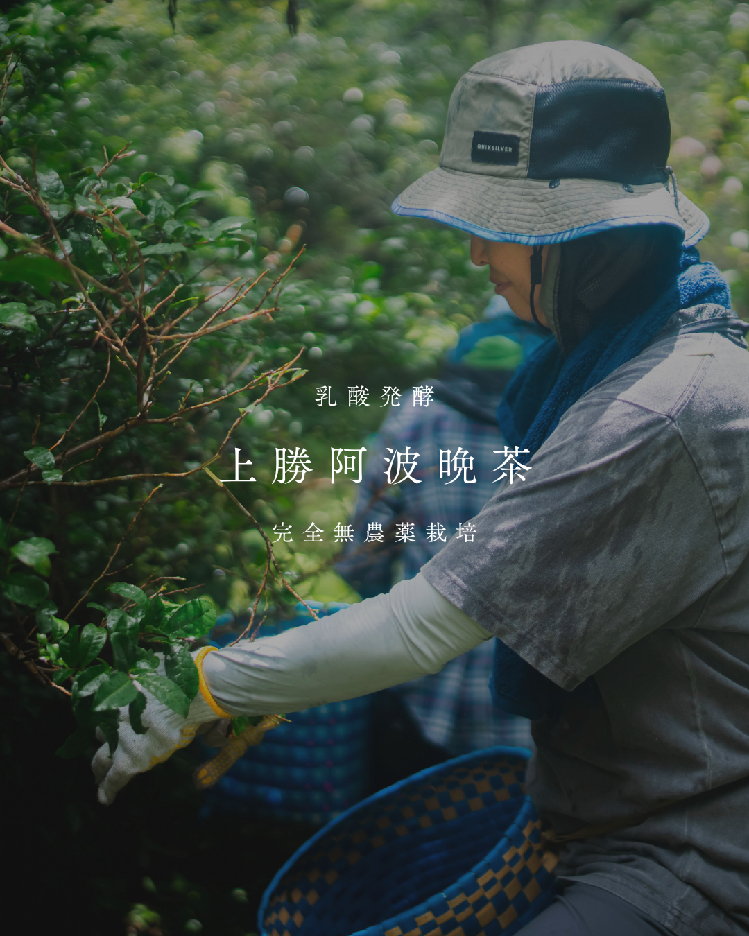 【Coco】新茶 阿波晩茶 本場上勝の晩茶 2kg 特価】新茶 上勝阿波晩茶 本場上勝の晩茶 番茶 2kg【現品限り】