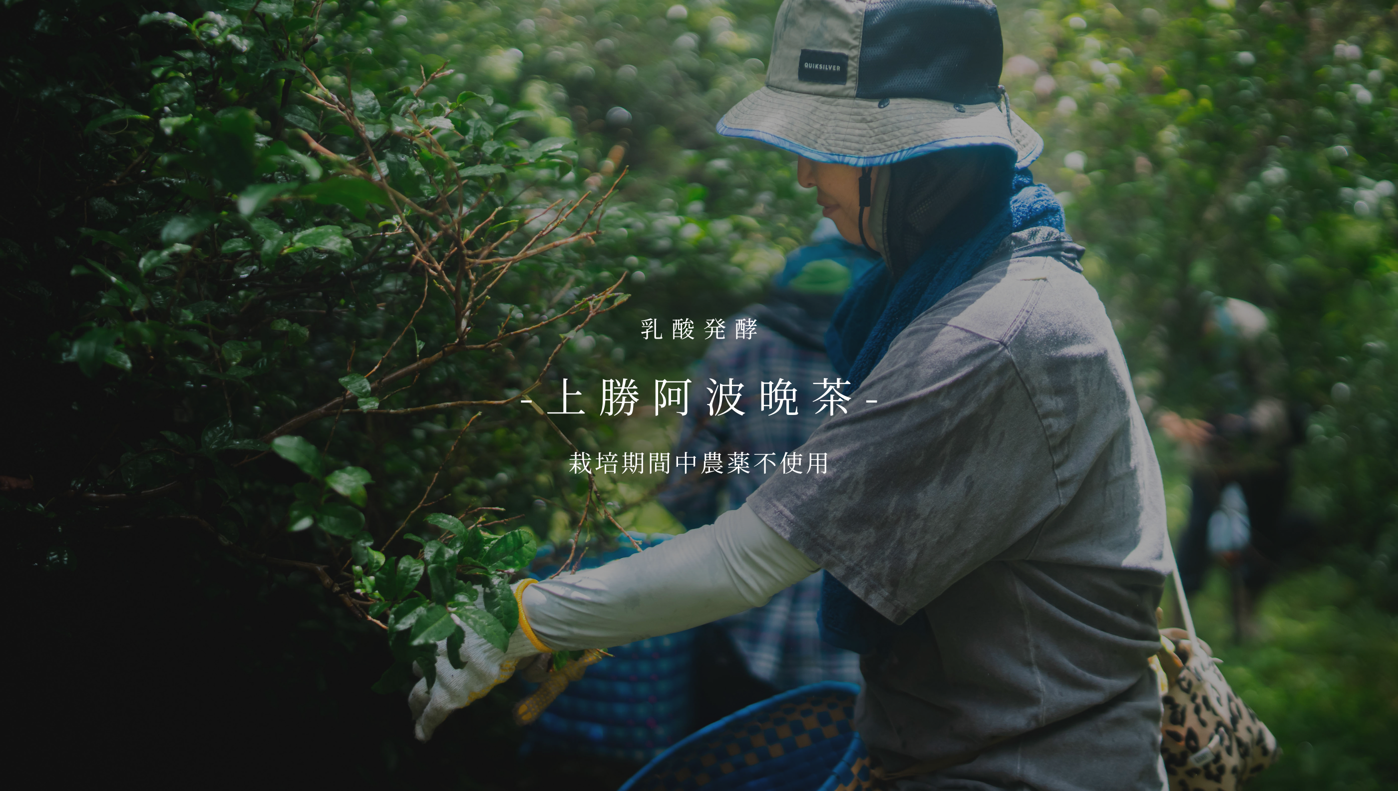 上勝阿波晩茶 ものがたり – あわい商店