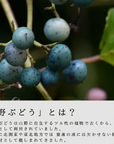 【定期便】上勝阿波晩茶×野ぶどうサプリアソート ※おひとり様1セット限り