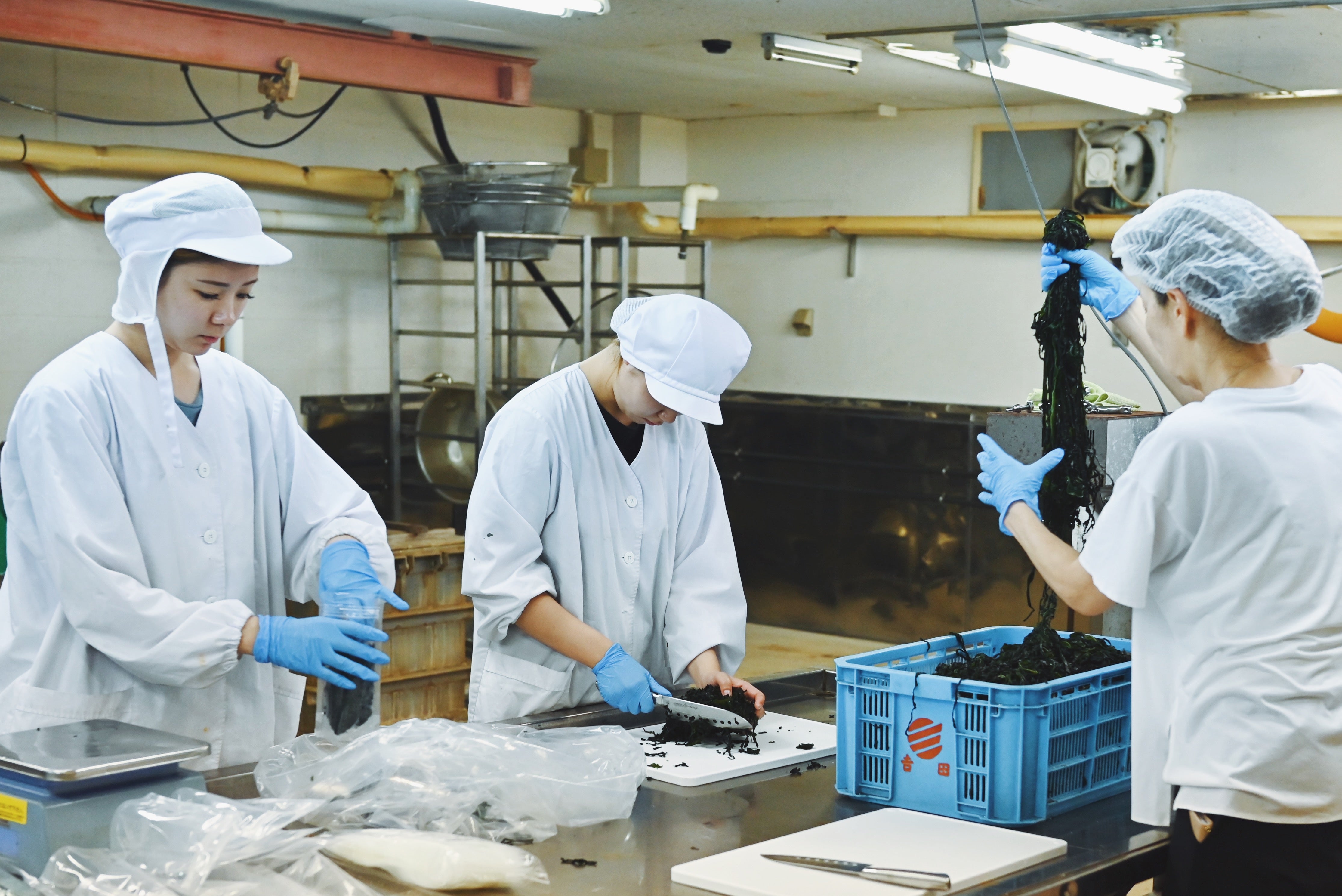 Freshly cut wakame (blanched and salted wakame)